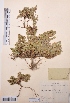  (Thymus schischkinii - CCDB-26253-H03)  @11 [ ] CreativeCommons - Attribution Non-Commercial Share-Alike (2016) Evgeny Zibzeev Central Ciberian Botanical Garden