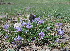  (Astragalus argutensis - CCDB-26258-A01)  @11 [ ] CreativeCommons - Attribution Non-Commercial Share-Alike (2016) Evgeny Zibzeev Central Ciberian Botanical Garden