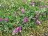  (Hedysarum consanguineum - CCDB-26258-B03)  @11 [ ] CreativeCommons - Attribution Non-Commercial Share-Alike (2016) Evgeny Zibzeev Central Ciberian Botanical Garden