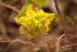  (Euphorbia altaica - CCDB-26258-B04)  @11 [ ] CreativeCommons - Attribution Non-Commercial Share-Alike (2016) Evgeny Zibzeev Central Ciberian Botanical Garden