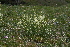  (Astragalus katunicus - CCDB-26258-B10)  @11 [ ] CreativeCommons - Attribution Non-Commercial Share-Alike (2016) Evgeny Zibzeev Central Ciberian Botanical Garden