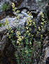  (Galium coriaceum - CCDB-26258-C04)  @11 [ ] CreativeCommons - Attribution Non-Commercial Share-Alike (2016) Evgeny Zibzeev Central Ciberian Botanical Garden
