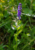  (Veronica schmakovii - CCDB-26258-D08)  @11 [ ] CreativeCommons - Attribution Non-Commercial Share-Alike (2016) Evgeny Zibzeev Central Ciberian Botanical Garden