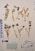  (Astragalus pseudoaustralis - CCDB-26258-E01)  @11 [ ] CreativeCommons - Attribution Non-Commercial Share-Alike (2016) Evgeny Zibzeev Central Ciberian Botanical Garden