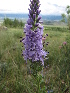  (Veronica sessiliflora - CCDB-26258-E11)  @11 [ ] CreativeCommons - Attribution Non-Commercial Share-Alike (2016) Evgeny Zibzeev Central Ciberian Botanical Garden