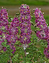  ( - CCDB-26258-F08)  @11 [ ] CreativeCommons - Attribution Non-Commercial Share-Alike (2016) Evgeny Zibzeev Central Ciberian Botanical Garden