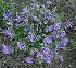  (Dracocephalum krylovii - CCDB-26258-G10)  @11 [ ] CreativeCommons - Attribution Non-Commercial Share-Alike (2016) Evgeny Zibzeev Central Ciberian Botanical Garden