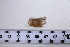  (Ensis ensis - SGN_NS_Ensis_sp_59)  @11 [ ] No Rights Reserved (nrr) (2021) Nakita Sallan Senckenberg (SGN) Frankfurt, Malacology dept.
