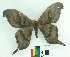  ( - MHNC-ELH-BAR 0018)  @13 [ ] CreativeCommons - Attribution Non-Commercial (2012) Arturo Munos Saravia Museo de Historia Natural Alcide d'Orbigny