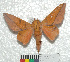  ( - MHNC-ELH-BAR 0037)  @13 [ ] CreativeCommons - Attribution Non-Commercial (2012) Arturo Munos Saravia Museo de Historia Natural Alcide d'Orbigny