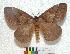  ( - MHNC-ELH-BAR 0065)  @11 [ ] CreativeCommons - Attribution Non-Commercial (2012) Arturo Munos Saravia Museo de Historia Natural Alcide d'Orbigny