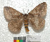  ( - MHNC-ELH-BAR 0066)  @11 [ ] CreativeCommons - Attribution Non-Commercial (2012) Arturo Munos Saravia Museo de Historia Natural Alcide d'Orbigny