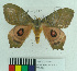  ( - MHNC-ELH-BAR 0121)  @13 [ ] CreativeCommons - Attribution Non-Commercial (2012) Arturo Munos Saravia Museo de Historia Natural Alcide d'Orbigny