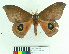  (Automeris pomifera - MHNC-ELH-BAR 0168)  @15 [ ] CreativeCommons - Attribution Non-Commercial (2012) Arturo Munos Saravia Museo de Historia Natural Alcide d'Orbigny