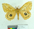  (Automeris grammodes - MHNC-ELH-BAR 0169)  @13 [ ] CreativeCommons - Attribution Non-Commercial (2012) Arturo Munos Saravia Museo de Historia Natural Alcide d'Orbigny