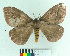  (Pseudodirphia eumedidoides - MHNC-ELH-BAR 0176)  @11 [ ] CreativeCommons - Attribution Non-Commercial (2012) Arturo Munos Saravia Museo de Historia Natural Alcide d'Orbigny