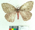  ( - MHNC-ELH-BAR 0182)  @14 [ ] CreativeCommons - Attribution Non-Commercial (2012) Arturo Munos Saravia Museo de Historia Natural Alcide d'Orbigny