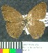  (Cissia sp. 1 - MHNC-ELR-BAR 00006)  @11 [ ] CreativeCommons - Attribution Non-Commercial (2012) Museo de Historia Natural Alcide d'Orbigny Museo de Historia Natural Alcide d'Orbigny
