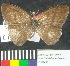  (Cissia cf. terrestris - MHNC-ELR-BAR 00011)  @11 [ ] CreativeCommons - Attribution Non-Commercial (2012) Museo de Historia Natural Alcide d'Orbigny Museo de Historia Natural Alcide d'Orbigny