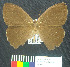  (Harjesia sp. 1 - MHNC-ELR-BAR 00046)  @11 [ ] CreativeCommons - Attribution Non-Commercial (2012) Museo de Historia Natural Alcide d'Orbigny Museo de Historia Natural Alcide d'Orbigny