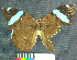  (Nessaea obrinus ssp Female - MHNC-ELR-BAR 00091)  @11 [ ] CreativeCommons - Attribution Non-Commercial (2012) Museo de Historia Natural Alcide d'Orbigny Museo de Historia Natural Alcide d'Orbigny