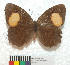  (Physcopedaliodes physcoa ssp - MHNC-ELR-BAR 0102)  @11 [ ] CreativeCommons - Attribution Non-Commercial (2013) Arturo Munos Saravia Museo de Historia Natural Alcide d'Orbigny