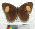  ( - MHNC-ELR-BAR 0104)  @11 [ ] CreativeCommons - Attribution Non-Commercial (2013) Arturo Munos Saravia Museo de Historia Natural Alcide d'Orbigny