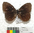  ( - MHNC-ELR-BAR 0113)  @11 [ ] CreativeCommons - Attribution Non-Commercial (2013) Arturo Munos Saravia Museo de Historia Natural Alcide d'Orbigny