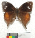  (Corades iduna procellaria - MHNC-ELR-BAR 0116)  @11 [ ] CreativeCommons - Attribution Non-Commercial (2013) Arturo Munos Saravia Museo de Historia Natural Alcide d'Orbigny