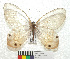  ( - MHNC-ELR-BAR 0120)  @11 [ ] CreativeCommons - Attribution Non-Commercial (2013) Arturo Munos Saravia Museo de Historia Natural Alcide d'Orbigny