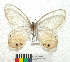  ( - MHNC-ELR-BAR 0121)  @11 [ ] CreativeCommons - Attribution Non-Commercial (2013) Arturo Munos Saravia Museo de Historia Natural Alcide d'Orbigny