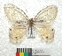  ( - MHNC-ELR-BAR 0124)  @11 [ ] CreativeCommons - Attribution Non-Commercial (2013) Arturo Munos Saravia Museo de Historia Natural Alcide d'Orbigny