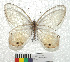  ( - MHNC-ELR-BAR 0125)  @11 [ ] CreativeCommons - Attribution Non-Commercial (2013) Arturo Munos Saravia Museo de Historia Natural Alcide d'Orbigny