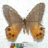  (Pierella hiceta - MHNC-ELR-BAR 0131)  @11 [ ] CreativeCommons - Attribution Non-Commercial (2013) Arturo Munos Saravia Museo de Historia Natural Alcide d'Orbigny