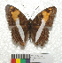  ( - MHNC-ELR-BAR 0161)  @11 [ ] CreativeCommons - Attribution Non-Commercial (2013) Arturo Munos Saravia Museo de Historia Natural Alcide d'Orbigny