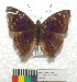  ( - MHNC-ELR-BAR 0188)  @11 [ ] CreativeCommons - Attribution Non-Commercial (2013) Arturo Munos Saravia Museo de Historia Natural Alcide d'Orbigny