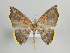  (Eois cellulata - Eo00475)  @15 [ ] Copyright (2008) Gunnar Brehm none