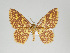  (Eois sp. PS104 - Eo00481)  @13 [ ] Copyright (2008) Gunnar Brehm none