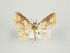  ( - Eo00520)  @13 [ ] Copyright (2008) Gunnar Brehm none