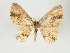  ( - Eo00527)  @14 [ ] Copyright (2008) Gunnar Brehm none