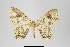  (Eois nr. numida - ID 14964)  @14 [ ] Copyright (2014) Gunnar Brehm Institut fuer Spezielle Zoologie und Evolutionsbiologie, Friedrich-Schiller Universität Jena