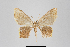  ( - ID 18441)  @12 [ ] Copyright (2014) Gunnar Brehm Institut fuer Spezielle Zoologie und Evolutionsbiologie, Friedrich-Schiller Universität Jena