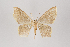  ( - ID 18441)  @12 [ ] Copyright (2014) Gunnar Brehm Institut fuer Spezielle Zoologie und Evolutionsbiologie, Friedrich-Schiller Universität Jena
