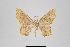  ( - ID 18444)  @12 [ ] Copyright (2014) Gunnar Brehm Institut fuer Spezielle Zoologie und Evolutionsbiologie, Friedrich-Schiller Universität Jena