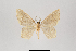  ( - ID 18444)  @12 [ ] Copyright (2014) Gunnar Brehm Institut fuer Spezielle Zoologie und Evolutionsbiologie, Friedrich-Schiller Universität Jena