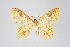  (Eois obada group - ID 18458)  @13 [ ] Copyright (2014) Gunnar Brehm Institut fuer Spezielle Zoologie und Evolutionsbiologie, Friedrich-Schiller Universität Jena
