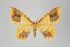  ( - GeoCR 26375)  @13 [ ] Copyright (2013) Gunnar Brehm Institut fuer Spezielle Zoologie und Evolutionsbiologie, Friedrich-Schiller Universität Jena