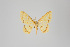  (Eois Brehm9177 - GeoCR 26912)  @13 [ ] Copyright (2013) Gunnar Brehm Institut fuer Spezielle Zoologie und Evolutionsbiologie, Friedrich-Schiller Universität Jena