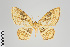  (Eois multilunata - GeoCR 31178)  @14 [ ] Copyright (2013) Gunnar Brehm Institut fuer Spezielle Zoologie und Evolutionsbiologie, Friedrich-Schiller Universität Jena