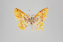  (Eois BurlaSullivan5233 - GeoCR 34147)  @14 [ ] Copyright (2013) Gunnar Brehm Institut fuer Spezielle Zoologie und Evolutionsbiologie, Friedrich-Schiller Universität Jena